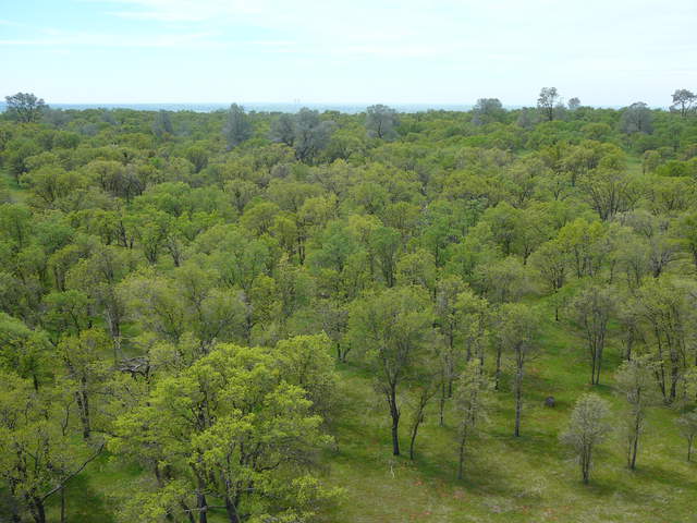 View of pretty new green leave on the oaks and green grass from tower top