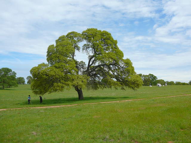 Boys and pretty tree at Vaira
