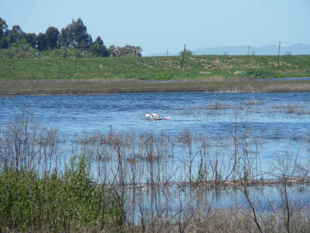 Terns on the water at Mayberry