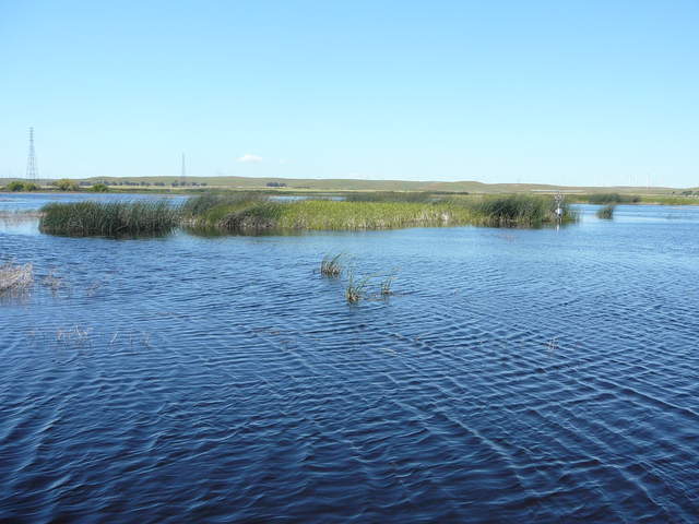 View of the tule patch north on the Mayberry tower