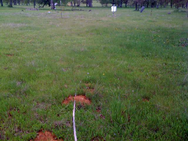 Green grass at Tonzi