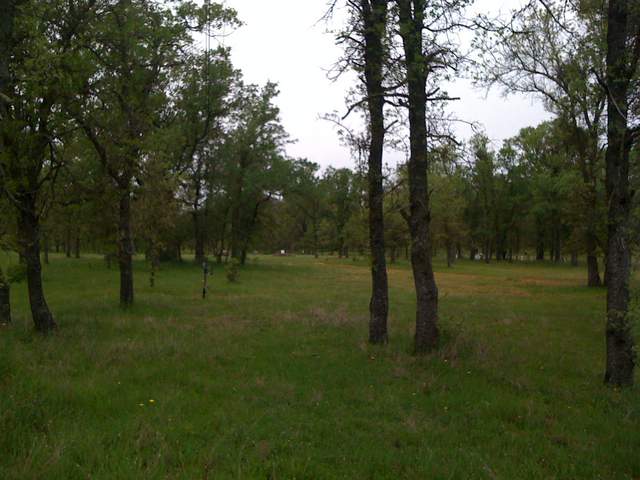 Green grass and trees at Tonzi