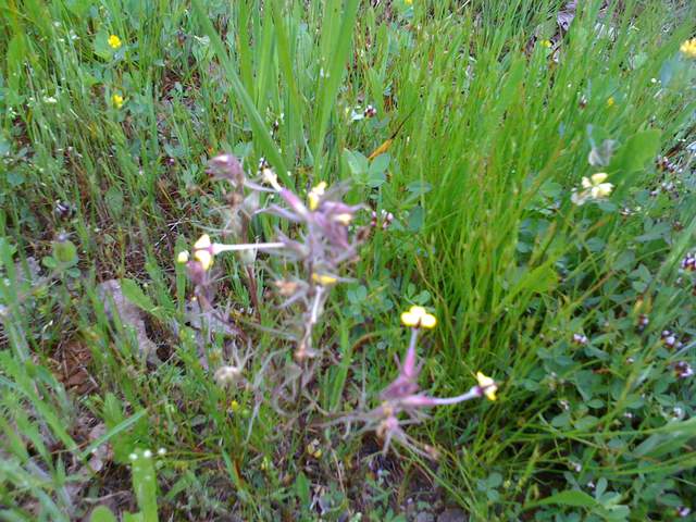 Yellow flowers in green grass