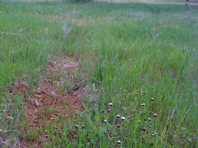 Close up of grass and flowers