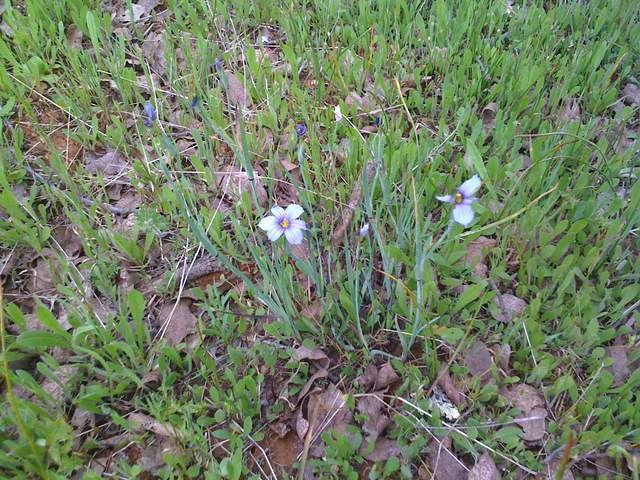 Iris and young grass
