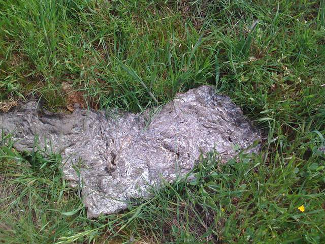 Cow poop on green grass