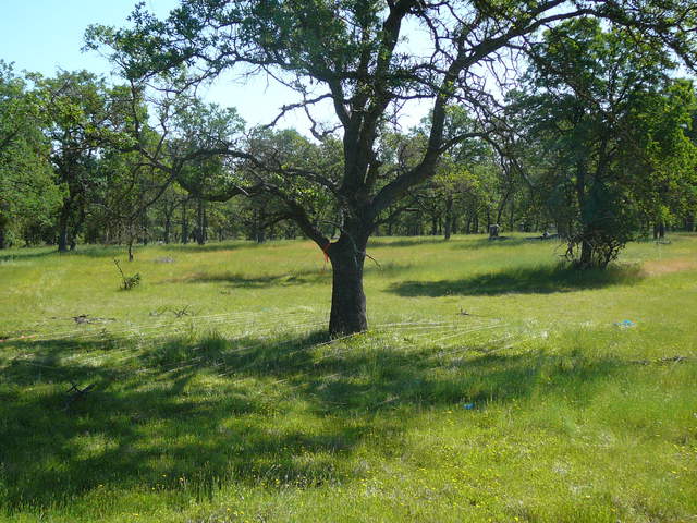Ground penetrating radar line laid out around tree 3