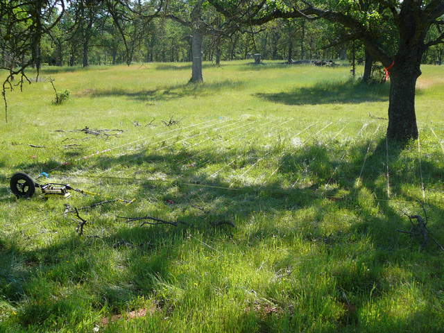 Ground penetrating radar grid laid out around tree 3