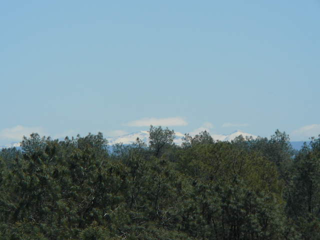 View of snow in the Sierras just over the tree tops