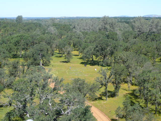 Spring time view of the oak woodland from the tower top