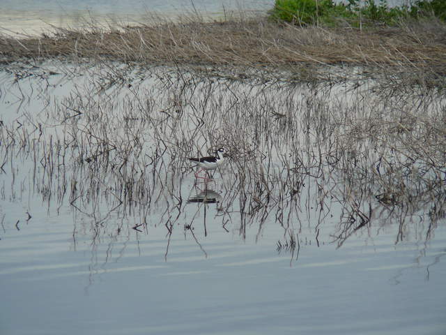 Black-necked Stilt