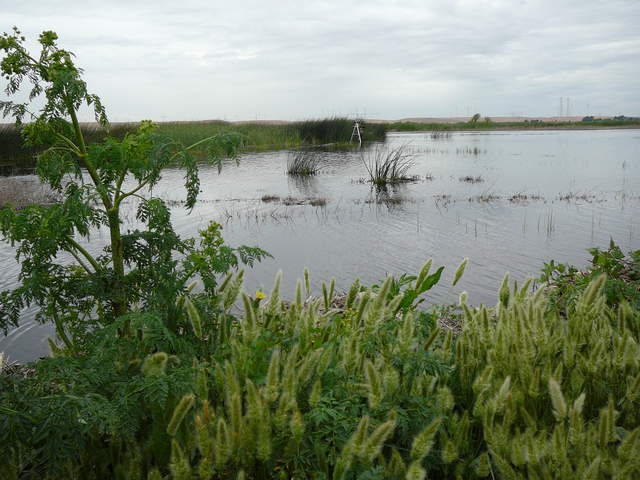 Grass, weeds, tules