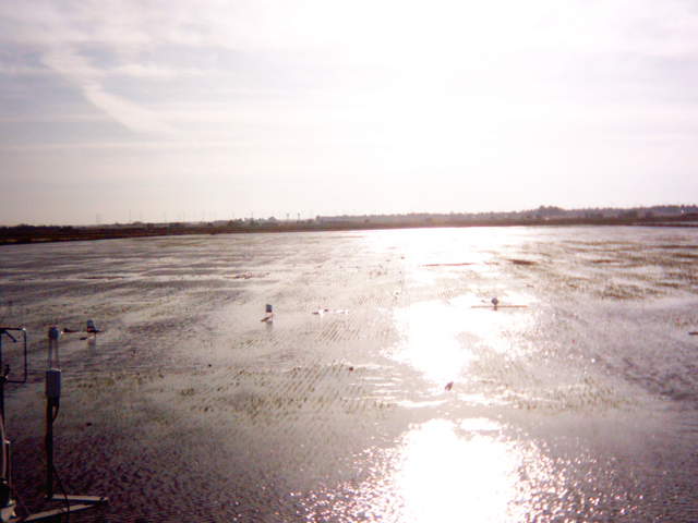 Flooding sequence 59