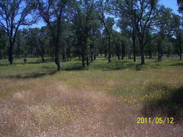 Grass turning brown and flowers in the oak woodland
