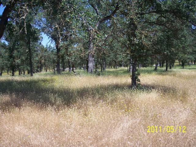 Brown grass in the oak woodland