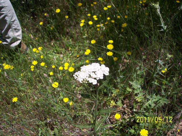 White and yellow wild flowers