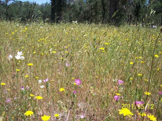 Yellow, white and pink wild flowers