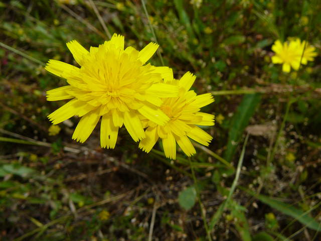 Yellow wild flowers