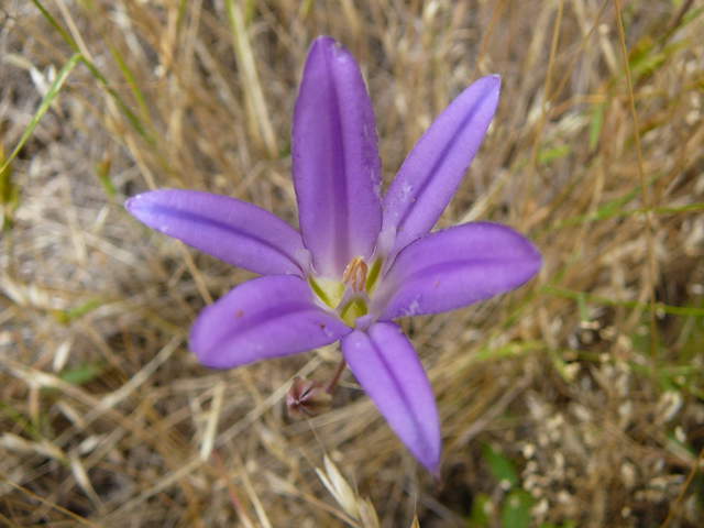 Purple, six petal wild flower