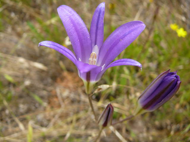 Purple, six petal wild flower