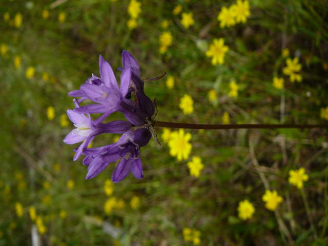 Purple wild flower with yellow flowers in the background