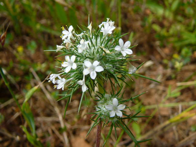 Five petal small white flowers with spiky leaves
