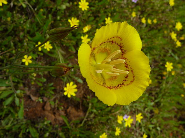 Yellow Mariposa lily