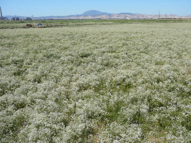 Pepper weed in full bloom with Mt Diablo
