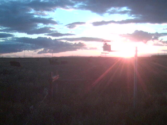 Nice sunset with cows