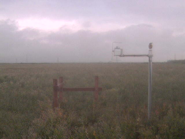 Morning fog and bird