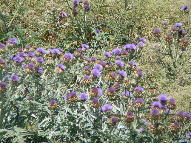 Lots of artichoke flowers