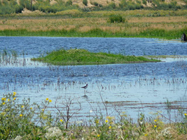 Stilt in the water