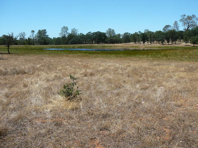A little water ringed with green grass in the Tonzi pond