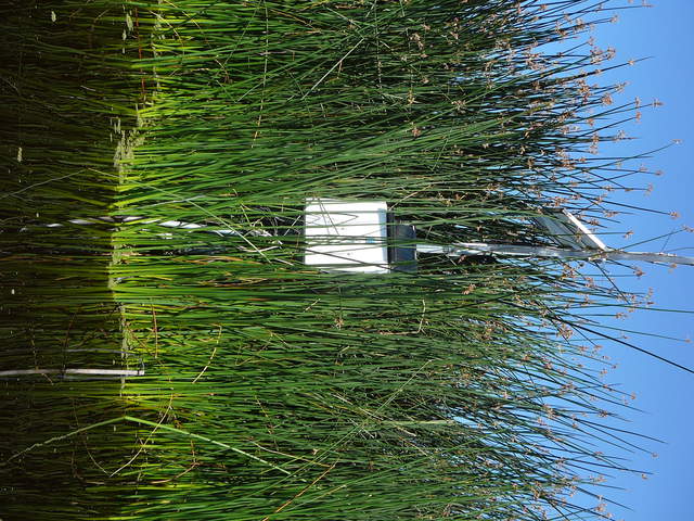 Tules engulfuing the tule tower