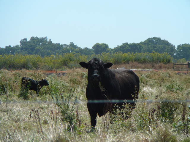 Cow watching us from outside the fence