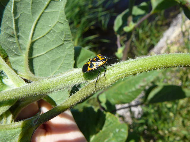 "Genus Murgantia (stink bug)," says iNaturalist