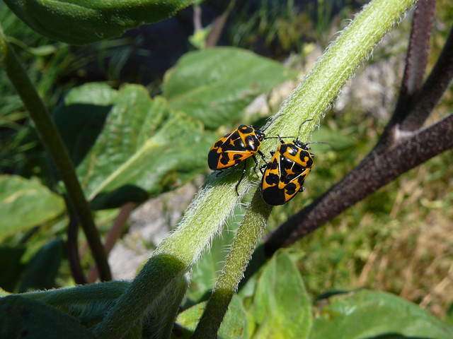 "Genus Murgantia (stink bug)," says iNaturalist