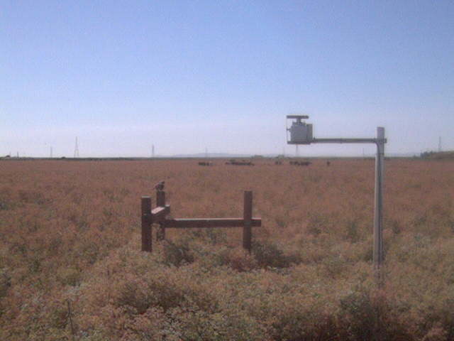 Bird and cows