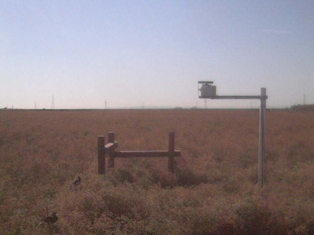 Pheasants