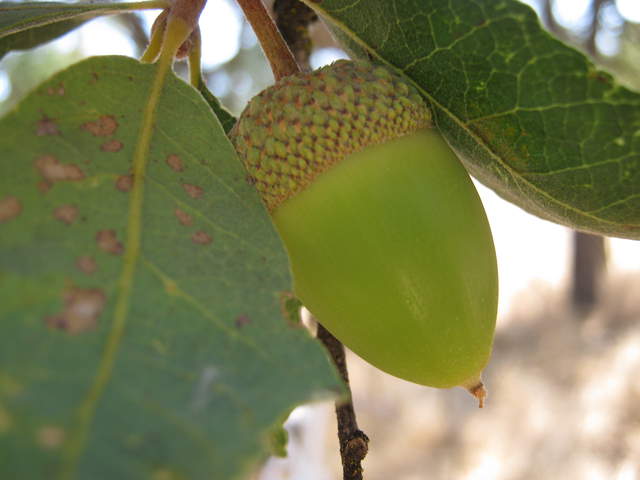 Blue oak acorn