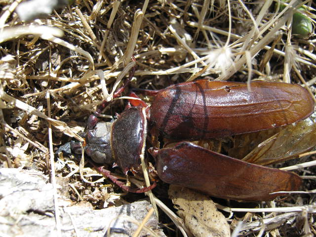 Dead beetle shell in the dead grass