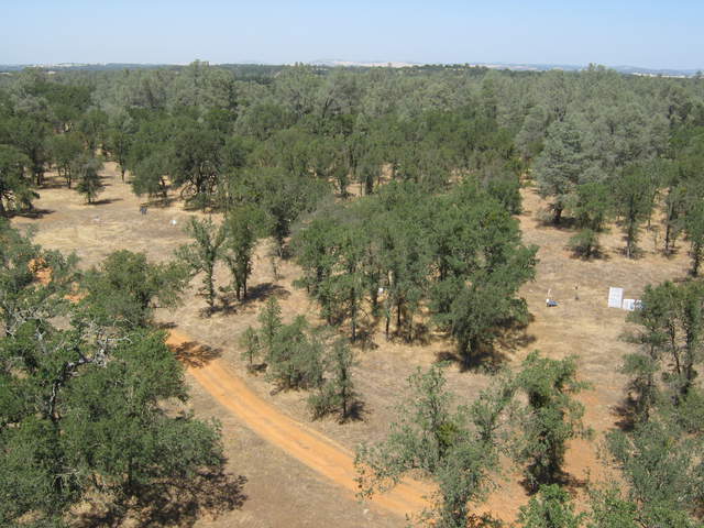 View of the Floor site from the tower top at the oak woodland