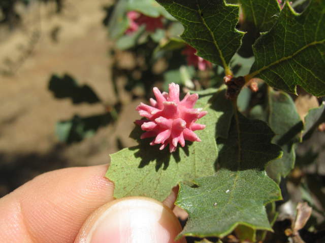 Wasp galls on oak leaves - urchin