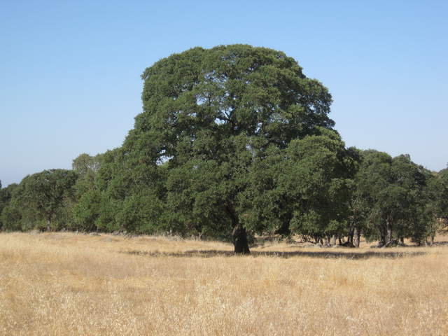 Yellow grass and big green oak