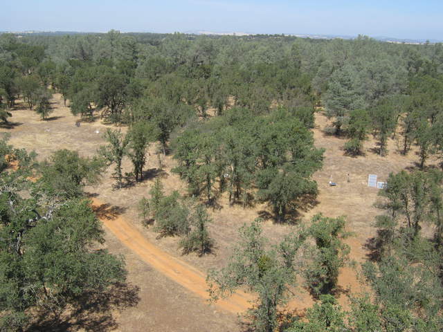 View of brown grass and green oaks/pine from tower top