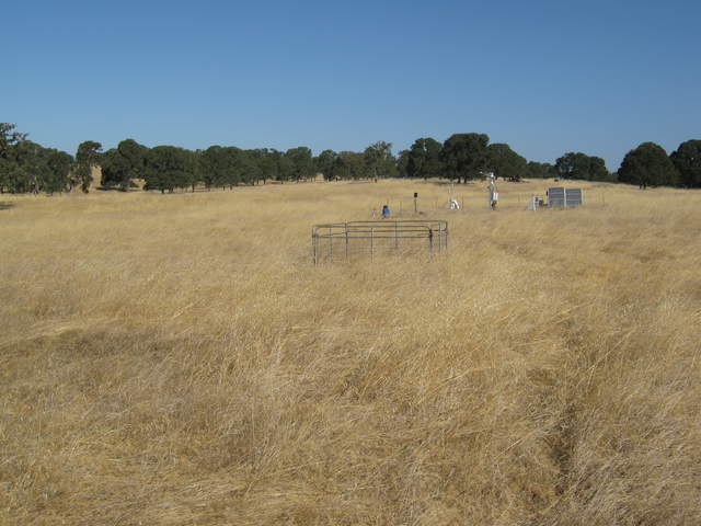 View of the Vaira site with yellow grass and green trees
