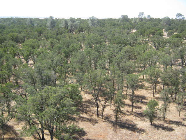 View of oak savanna from tower