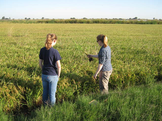 Emily and Jaclyn inspecting rice plants at edge of the field