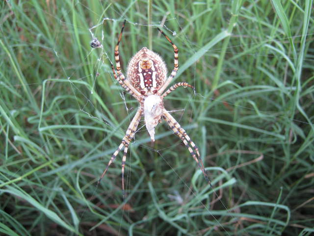 Bottom side of big spider