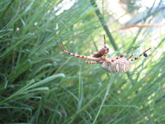 Side view of big spider